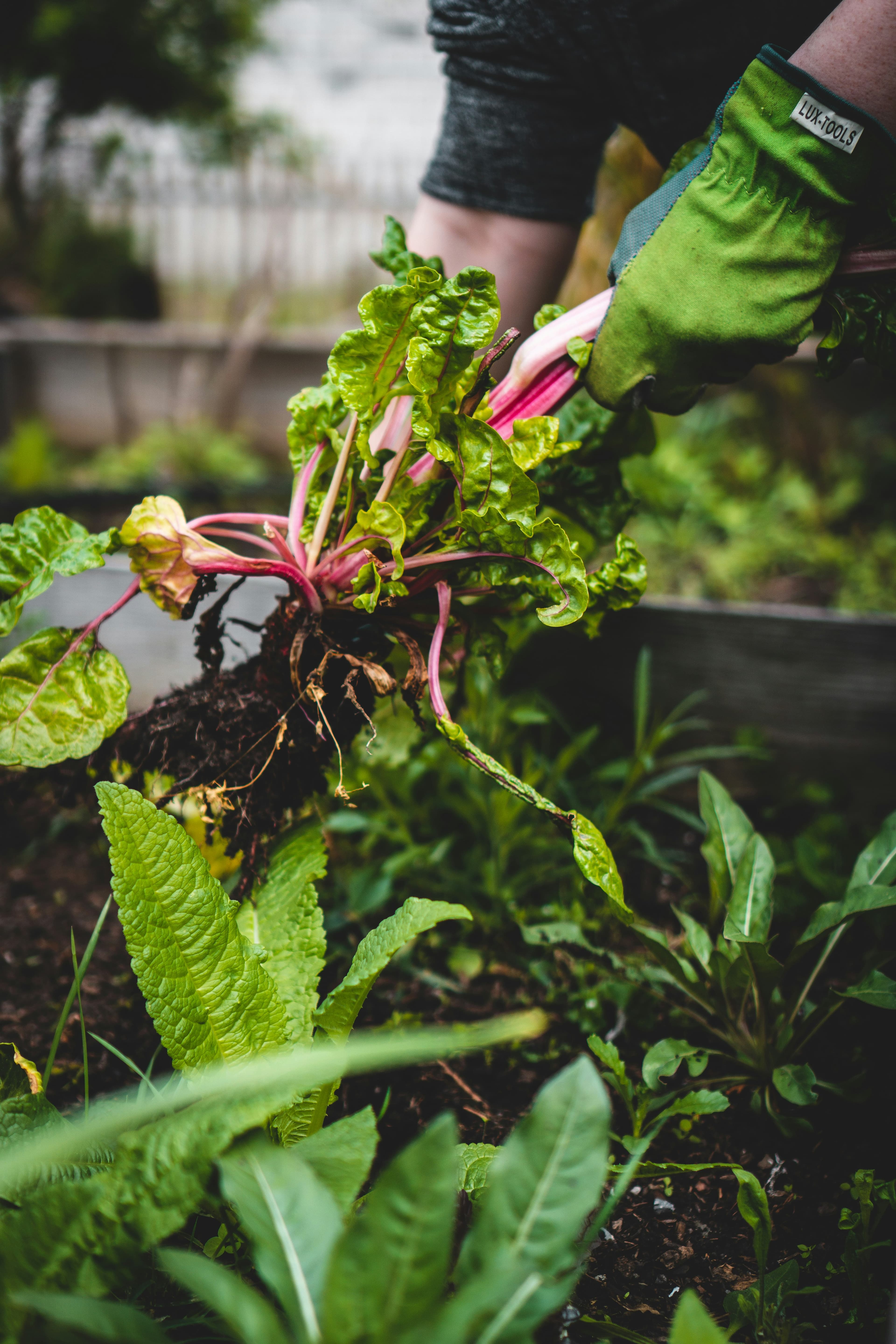 Fresh produce being pulled from the soil